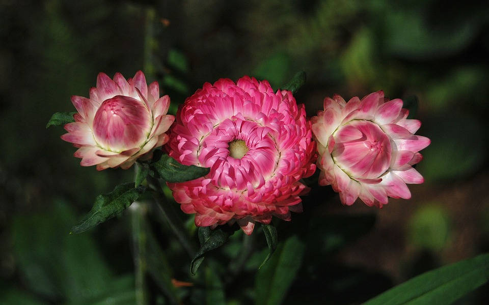 100 TALL Double MIXED Colors STRAWFLOWER Helichrysum Monstrosum Flower Seeds