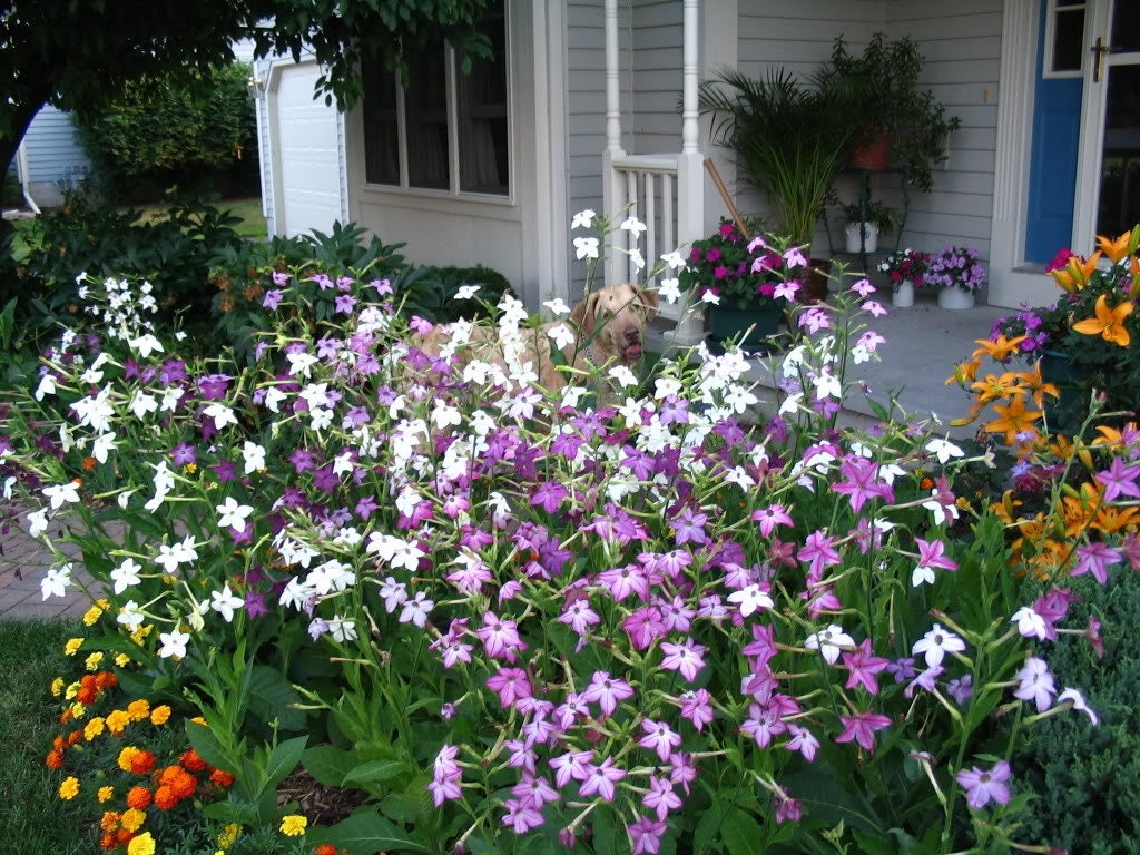 100 Heirloom MIXED COLORS NICOTIANA (Ornamental Flowering Tobacco) Nicotiana Alata Flower Seeds