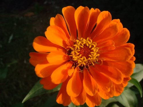 250 ORANGE CLASSIC ZINNIA Elegans (Narrow Leaf Zinnia / Creeping Zinnia) Flower Seeds