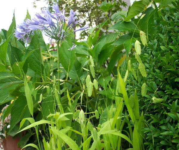 100 RIVER OATS (Northern Sea Oats / Inland Oats) Ornamental Uniola Latifolia Grass Seeds