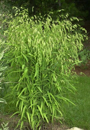 100 RIVER OATS (Northern Sea Oats / Inland Oats) Ornamental Uniola Latifolia Grass Seeds