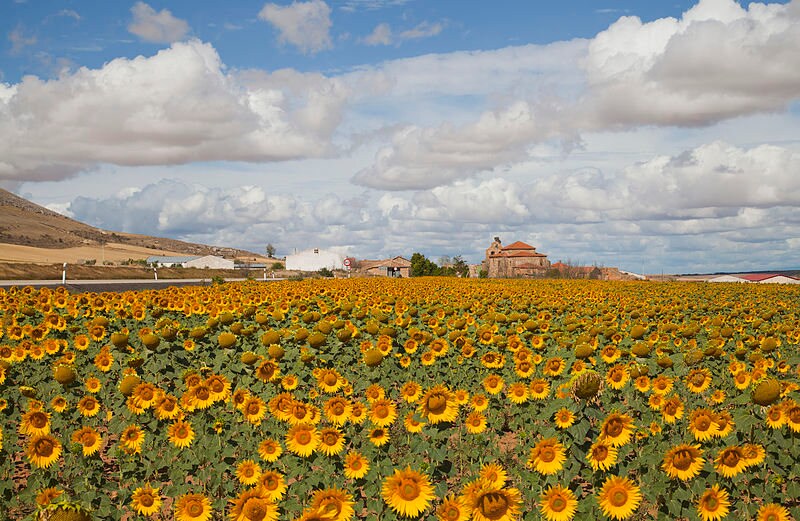 50 HOPI COMMON SUNFLOWER Helianthus Annuus Flower Seeds