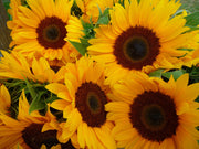 50 HOPI COMMON SUNFLOWER Helianthus Annuus Flower Seeds