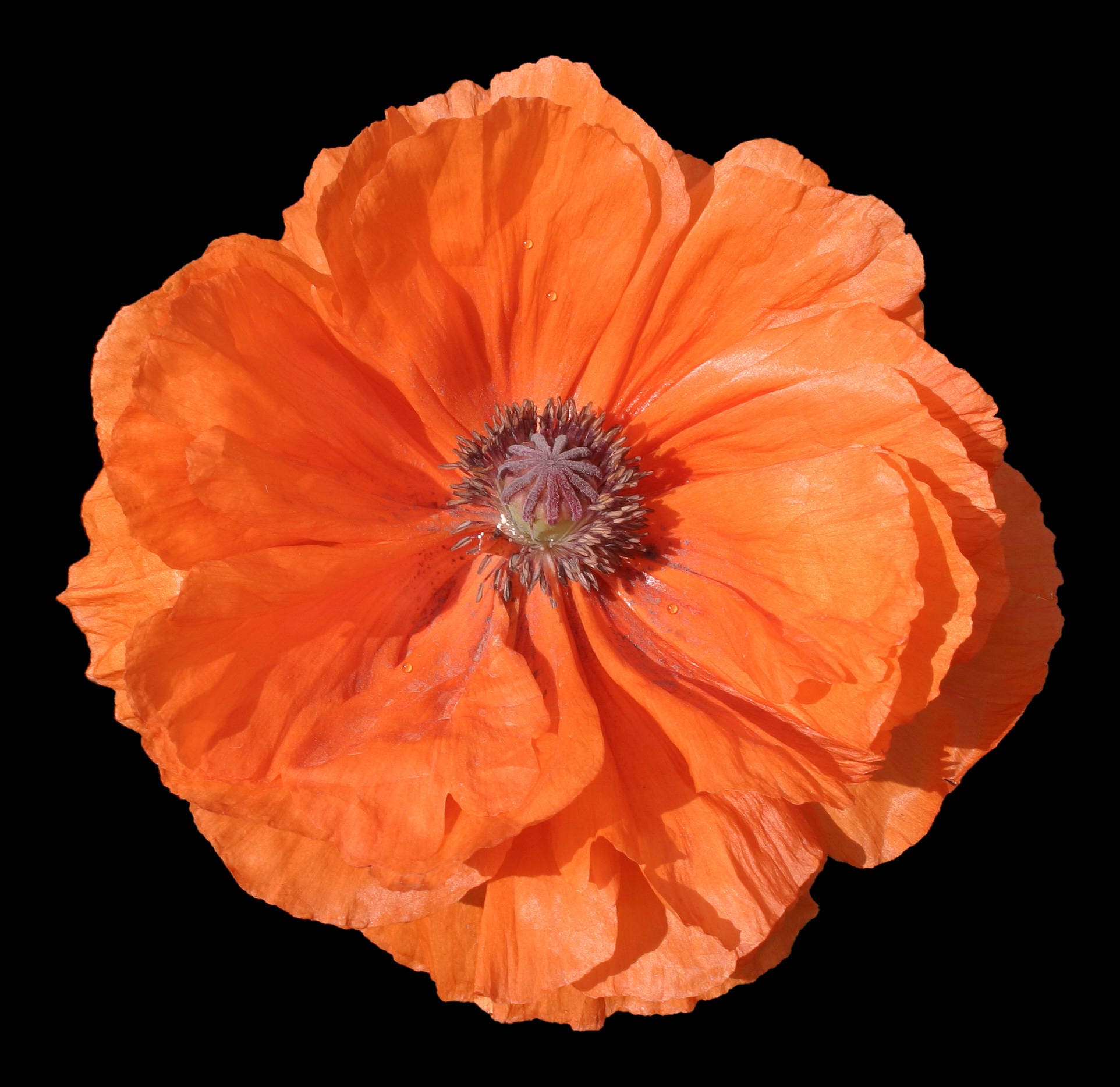 1000 Mixed Colors DOUBLE SHIRLEY POPPY Papaver Rhoeas Flower Seeds