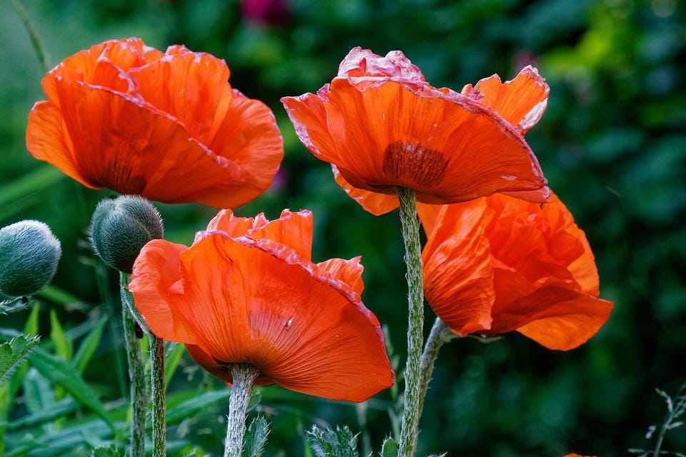 1000 Mixed Colors DOUBLE SHIRLEY POPPY Papaver Rhoeas Flower Seeds