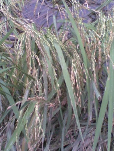 100 Long Grain BROWN WHITE RICE Oryza Sativa Vegetable Seeds
