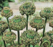100 HENS and CHICKS Poppy Hens & Chickens Breadseed Lettuce Leaf Papaver Somniferum Flower Seeds