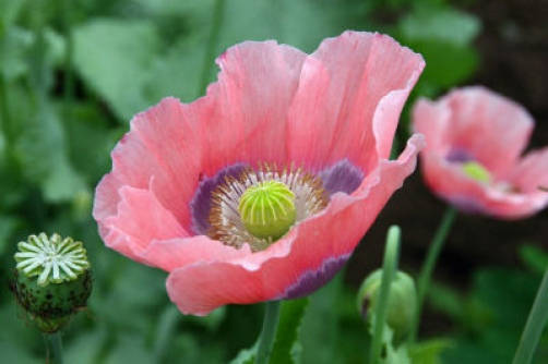 100 HENS and CHICKS Poppy Hens & Chickens Breadseed Lettuce Leaf Papaver Somniferum Flower Seeds