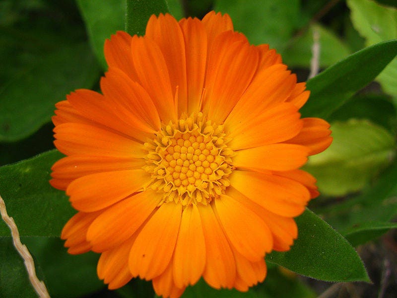 500 Mixed Colors FANCY MIX Pot MARIGOLD Calendula Officinalis Flower Seeds