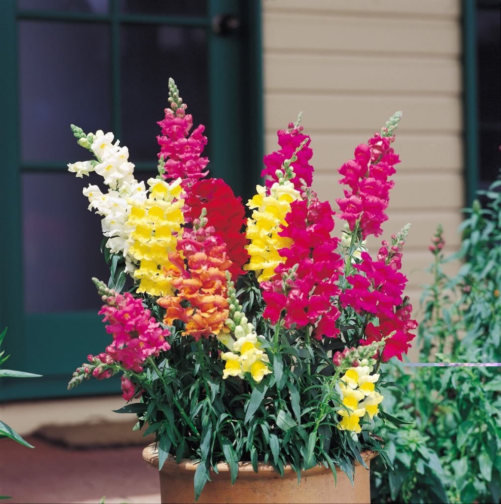 2000 NORTHERN LIGHTS Mix SNAPDRAGON Linaria Maroccana Flower Seeds