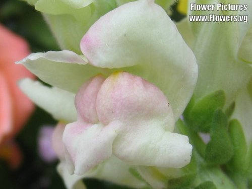 2000 NORTHERN LIGHTS Mix SNAPDRAGON Linaria Maroccana Flower Seeds