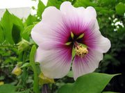 200 ROSE MALLOW MIX (Bush Mallow) Hibiscus Lavatera Trimestris Flower Seeds