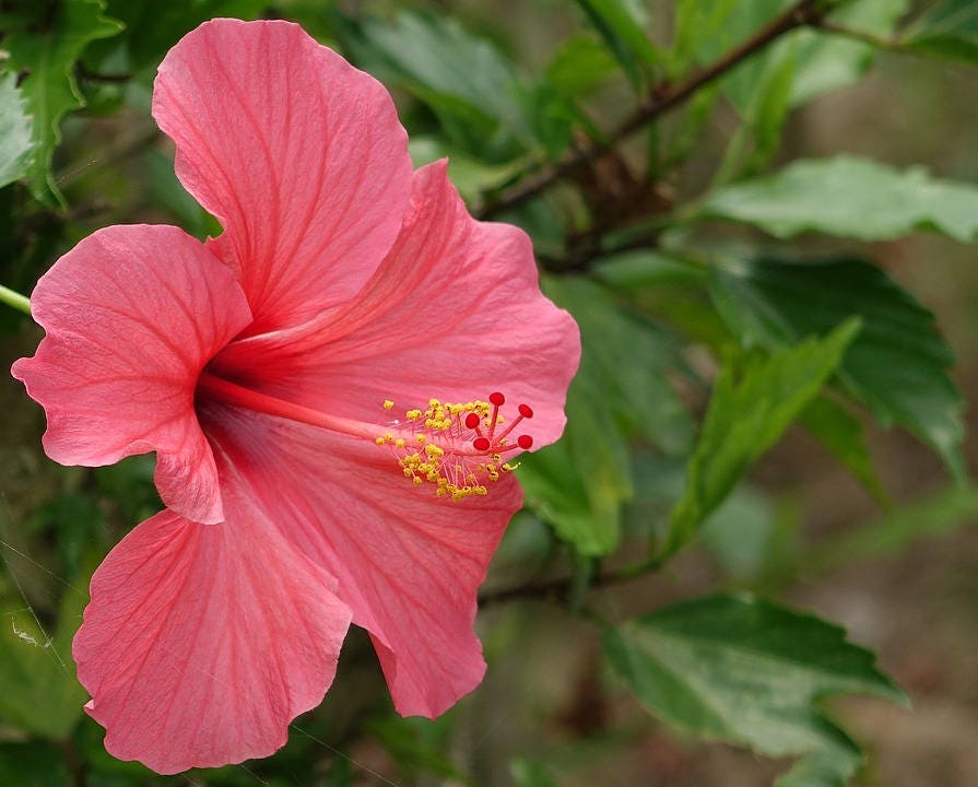 200 ROSE MALLOW MIX (Bush Mallow) Hibiscus Lavatera Trimestris Flower Seeds