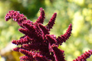 150 AMARANTHUS PYGMY TORCH (Prince of Wales Feather) Amaranthus Hypochondriacus Flower Seeds