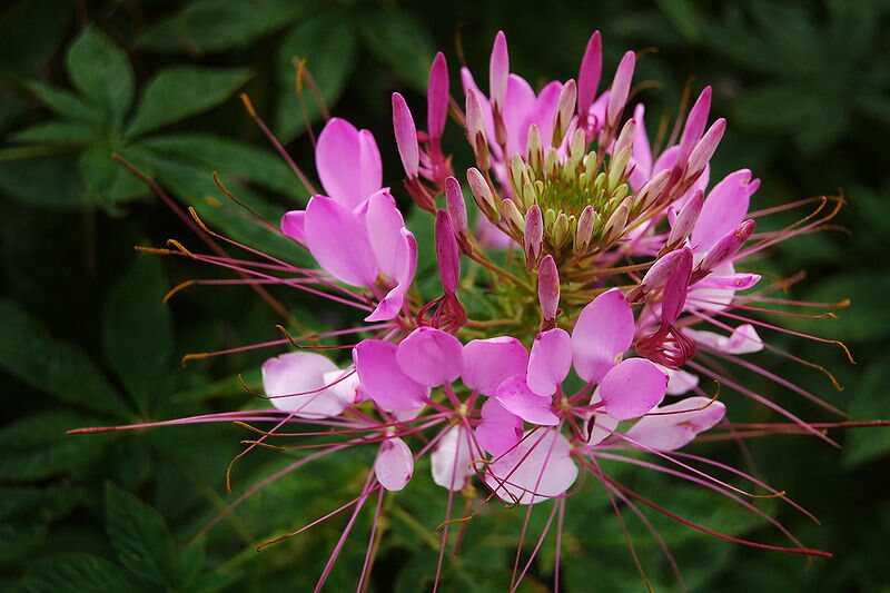200 ROSE QUEEN CLEOME Hassleriana Spinosa Pink Spider Flower Seeds