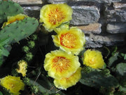 10 Yellow PRICKLY PEAR CACTUS Nopal Opuntia Ficus-Indica Flower Seeds