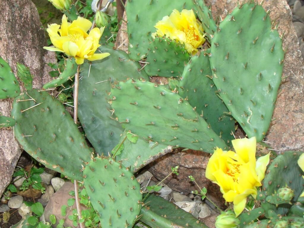 10 Yellow PRICKLY PEAR CACTUS Nopal Opuntia Ficus-Indica Flower Seeds