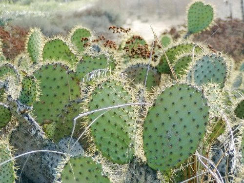 10 Yellow PRICKLY PEAR CACTUS Nopal Opuntia Ficus-Indica Flower Seeds