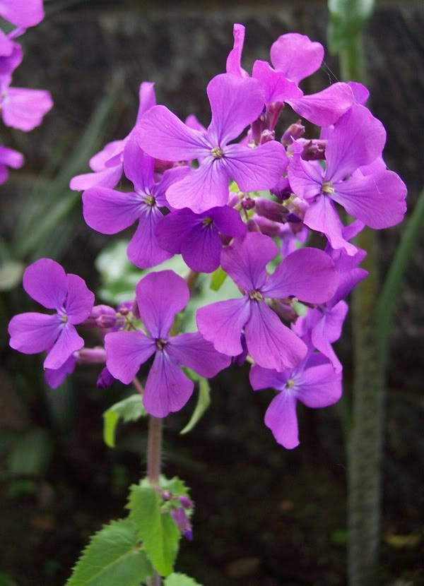 100 LUNARIA Biennis ( MONEY PLANT / Silver Dollar / Honesty / Moonwort ) Flower Seeds