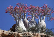 10 Mixed DESERT ROSE / ADENIUM Obesum African Houseplant Flower Seeds