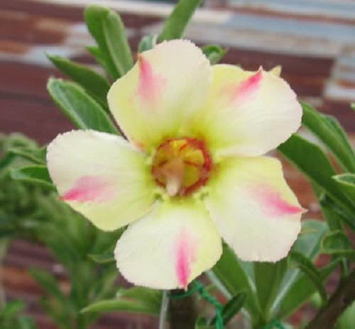 10 Mixed DESERT ROSE / ADENIUM Obesum African Houseplant Flower Seeds