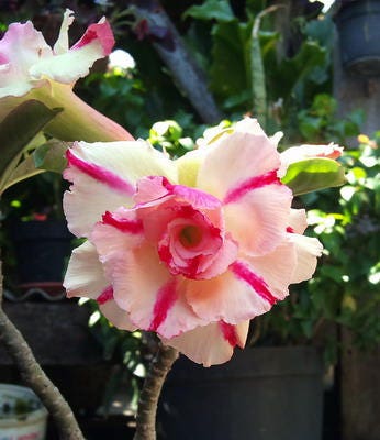 10 Mixed DESERT ROSE / ADENIUM Obesum African Houseplant Flower Seeds