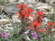 50 Red INDIAN PAINTBRUSH Castilleja Indivisa Flower Seeds