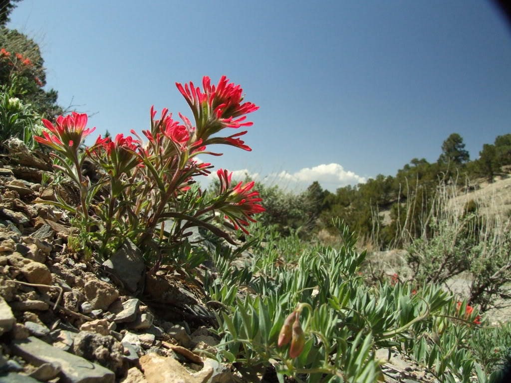 50 Red INDIAN PAINTBRUSH Castilleja Indivisa Flower Seeds