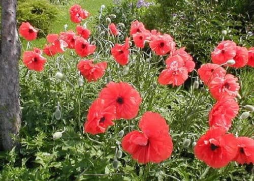 1000 Red AMERICAN LEGION (Corn / Shirley / Flanders) POPPY Papaver Rhoeas Flower Seeds