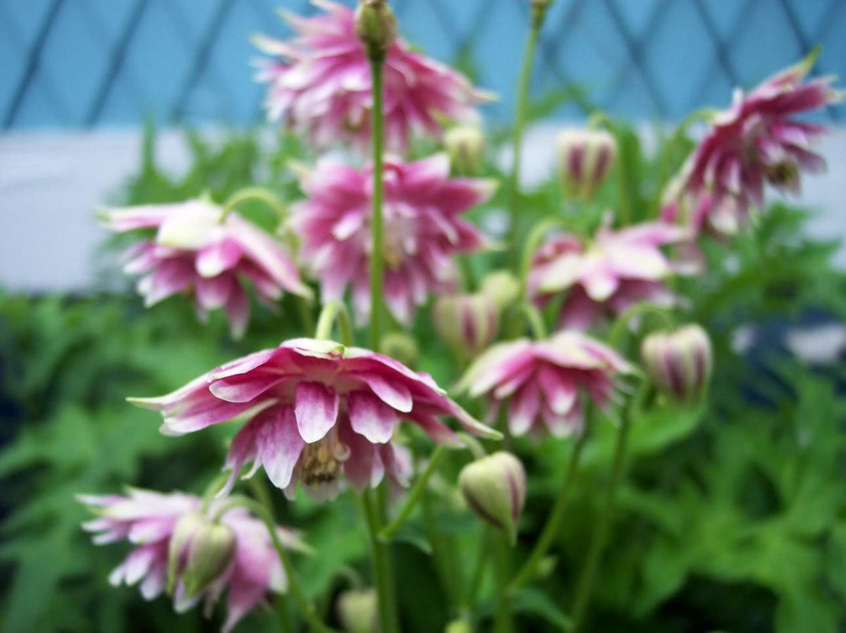 25 NORA BARLOW Pink COLUMBINE Aquilegia Caerulea Flower Seeds
