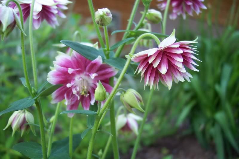 25 NORA BARLOW Pink COLUMBINE Aquilegia Caerulea Flower Seeds