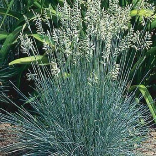 100 BLUE Sheeps FESCUE GRASS Festuca Ovina Glauca Cinerea Seeds