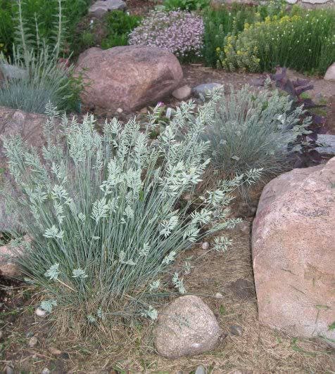 100 BLUE Sheeps FESCUE GRASS Festuca Ovina Glauca Cinerea Seeds