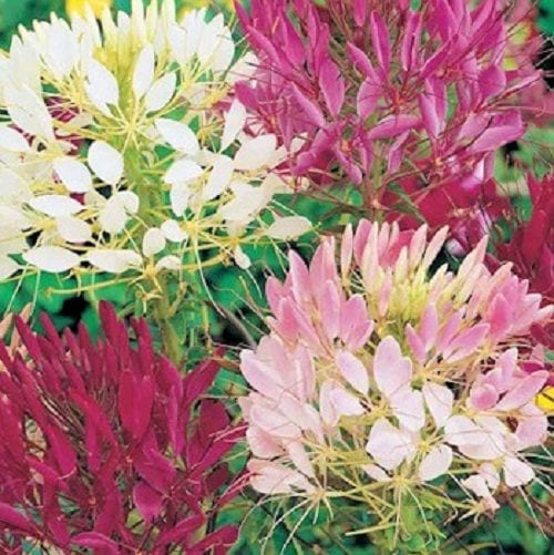 250 MIXED Colors QUEEN CLEOME (Spider Flower) Cleome Hassleriana Cleome Spinosa Flower Seeds