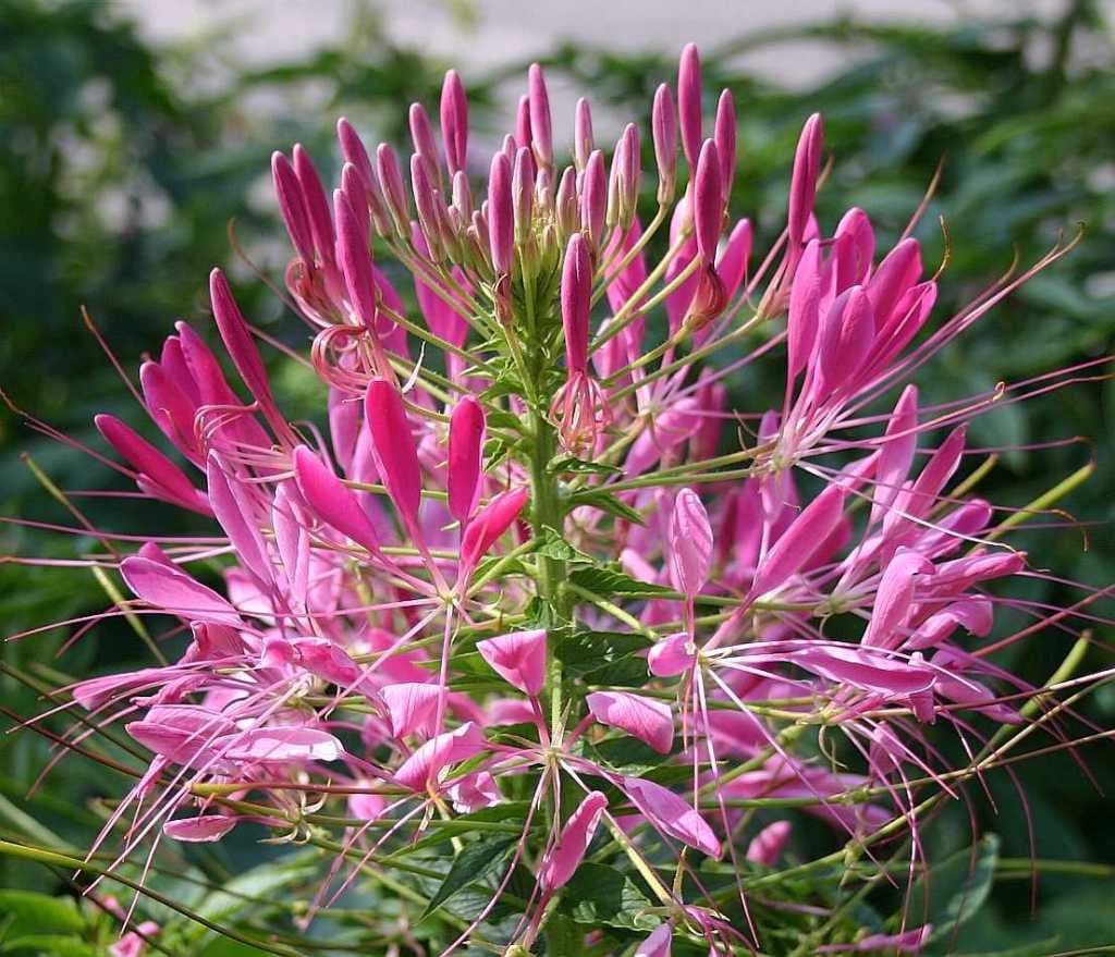 250 MIXED Colors QUEEN CLEOME (Spider Flower) Cleome Hassleriana Cleome Spinosa Flower Seeds