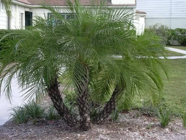 10 CANARY ISLAND Date PALM Phoenix Canariensis Tree Seeds