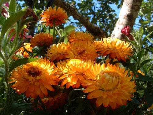 100 ORANGE DOUBLE STRAWFLOWER Helichrysum Monstrosum Flower Seeds