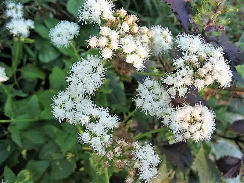 50 CHOCOLATE Joe PYE WEED Eupatorium Rugosum Flower Seeds