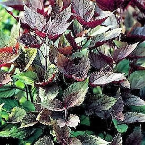 50 CHOCOLATE Joe PYE WEED Eupatorium Rugosum Flower Seeds