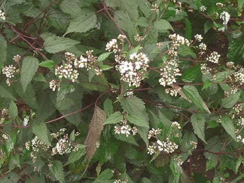 50 CHOCOLATE Joe PYE WEED Eupatorium Rugosum Flower Seeds