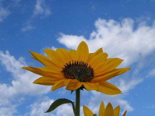 50 SKYSCRAPER SUNFLOWER Helianthus Annuus Flower Seeds