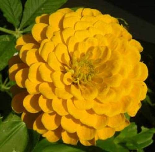 250 Mixed Colors Common GARDEN ZINNIA Elegans Flower Seeds