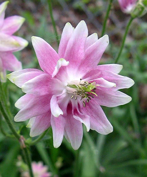 Mixed European Columbine Aquilegia Flower Seeds - Thumbnail 2