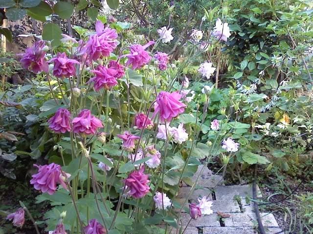 Mixed European Columbine Aquilegia Flower Seeds - Thumbnail 5