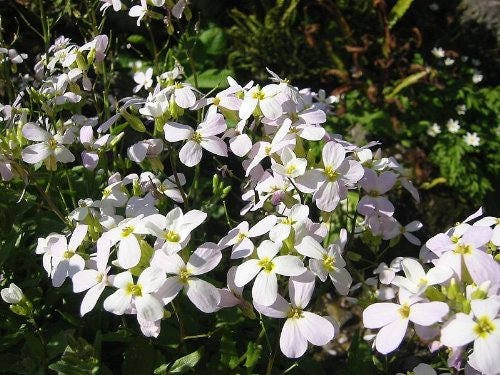 800 WHITE ALPINE ROCKCRESS Aubrieta Rock Cress Arabis Alpina Flower Seeds