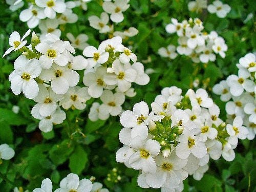 800 WHITE ALPINE ROCKCRESS Aubrieta Rock Cress Arabis Alpina Flower Seeds