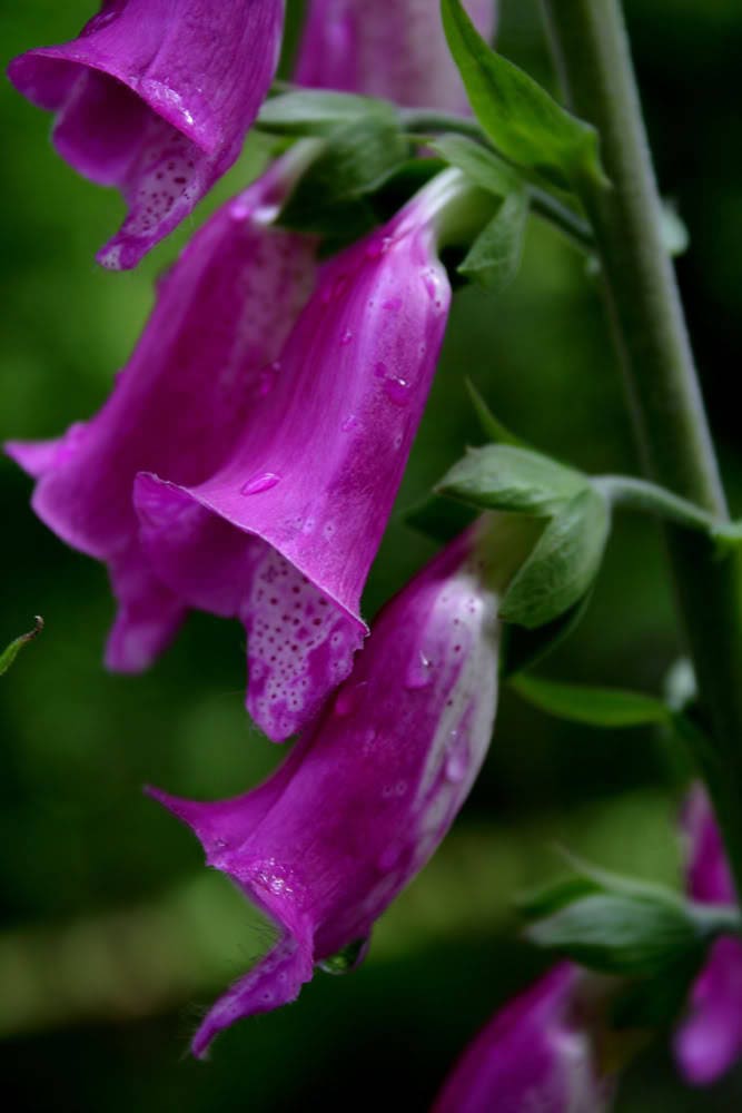 1000 PURPLE FOXGLOVE Digitalis Purpurea Flower Seeds