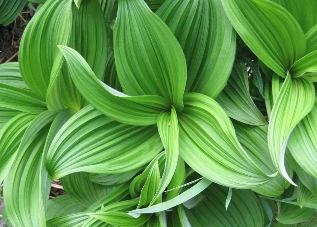 100 VIRGINIA BUNCHFLOWER LILY (White Hellebore / Corn Lily) Melanthium Virginicum Flower Seeds