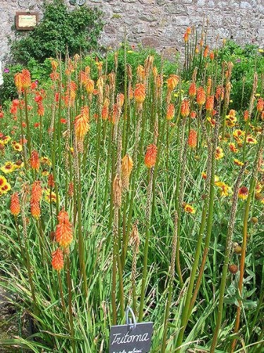 50 TORCH LILY Red Hot Poker / Tritoma / Kniphofia Uvaria Flower Seeds