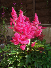 100 PINK MIX ASTILBE (False Spirea / False Goats Beard) Astilbe Chinensis Flower Seeds